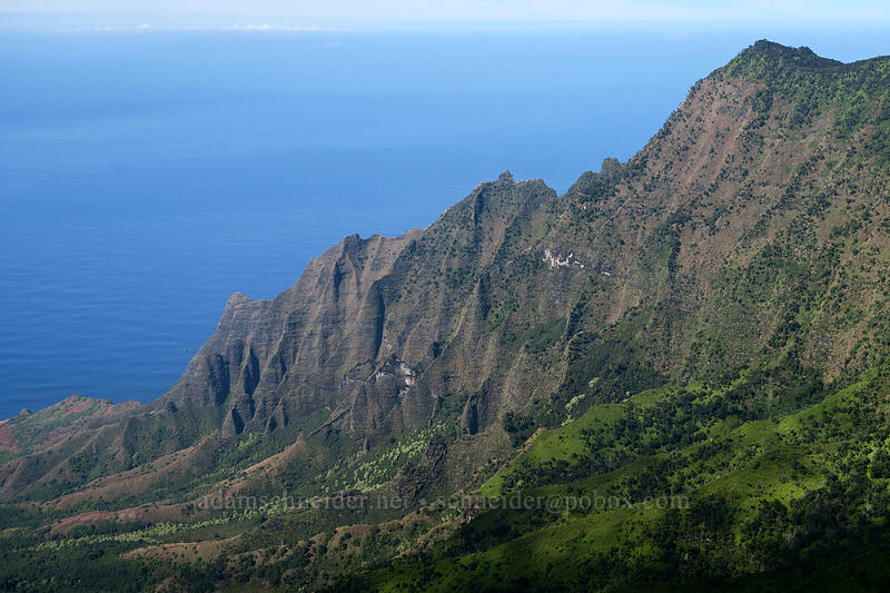 Ka'a'alahina Ridge & Kalalau Valley [Pihea Trail, Na Pali-Kona Forest Reserve, Kaua'i, Hawaii]