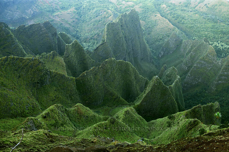 knife-edge ridges & an iliau tree (Wilkesia gymnoxiphium) [Kalepa Ridge Trail, Na Pali Coast State Park, Kaua'i, Hawaii]