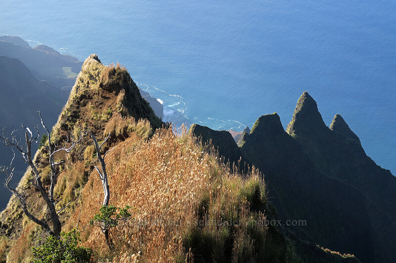 the end of Kalepa Ridge [Kalepa Ridge Trail, Na Pali Coast State Park, Kaua'i, Hawaii]