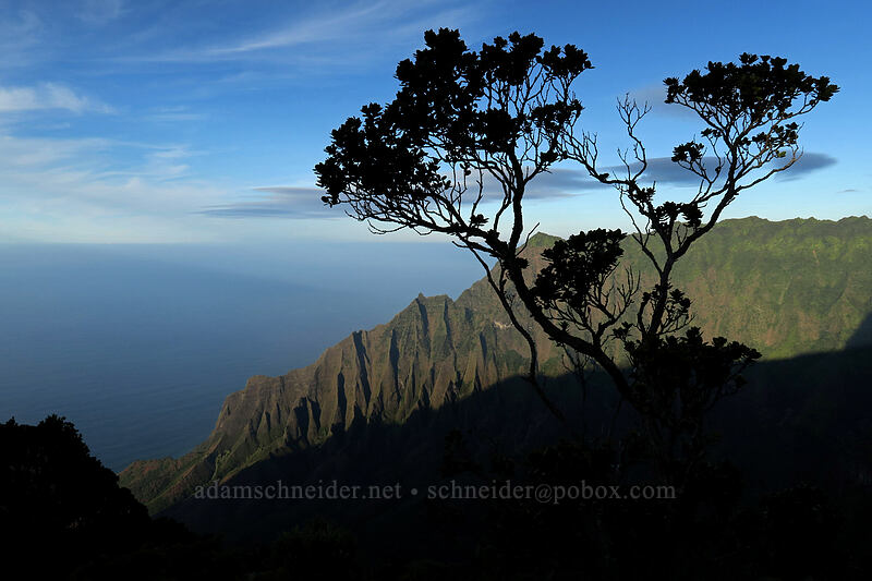 'ohia lehua silhouette (Metrosideros polymorpha) [Kalepa Ridge Trail, Na Pali Coast State Park, Kaua'i, Hawaii]