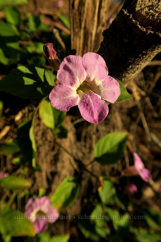 Chinese violet (Asystasia gangetica) [Makawehi Bluff, Po'ipu, Kaua'i, Hawaii]
