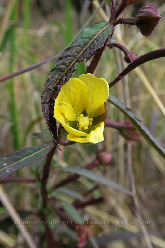 Mexican primrose-willow (Ludwigia octovalvis) [Canyon Trail, Waimea Canyon State Park, Kaua'i, Hawaii]