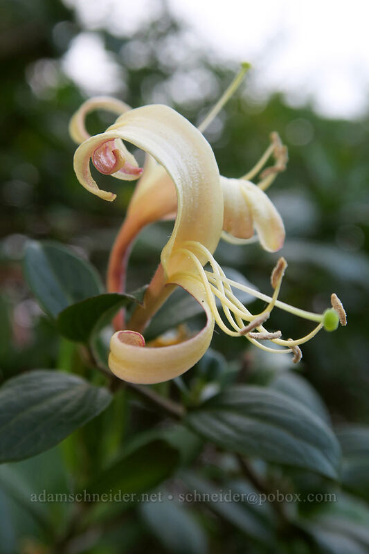 Japanese honeysuckle (Lonicera japonica) [Pihea Trail, Koke'e State Park, Kaua'i, Hawaii]