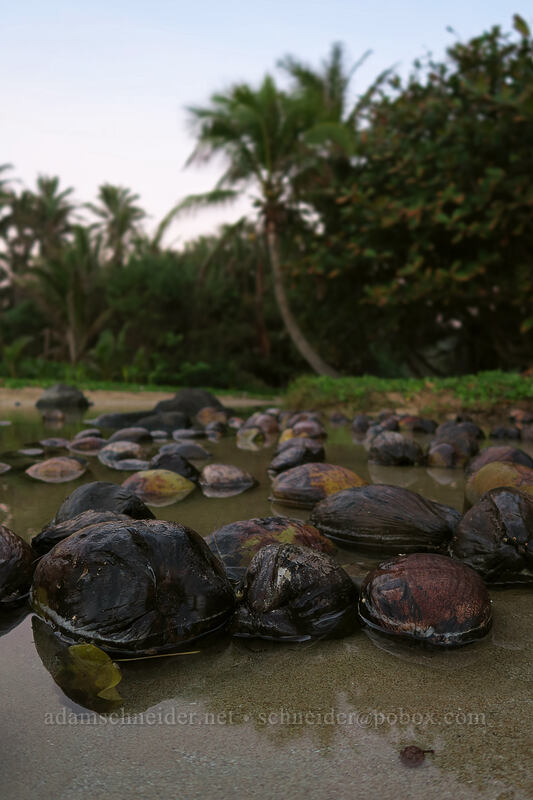 cocnouts in Papa'a Stream [Papa'a Bay, Anahola, Kaua'i, Hawaii]