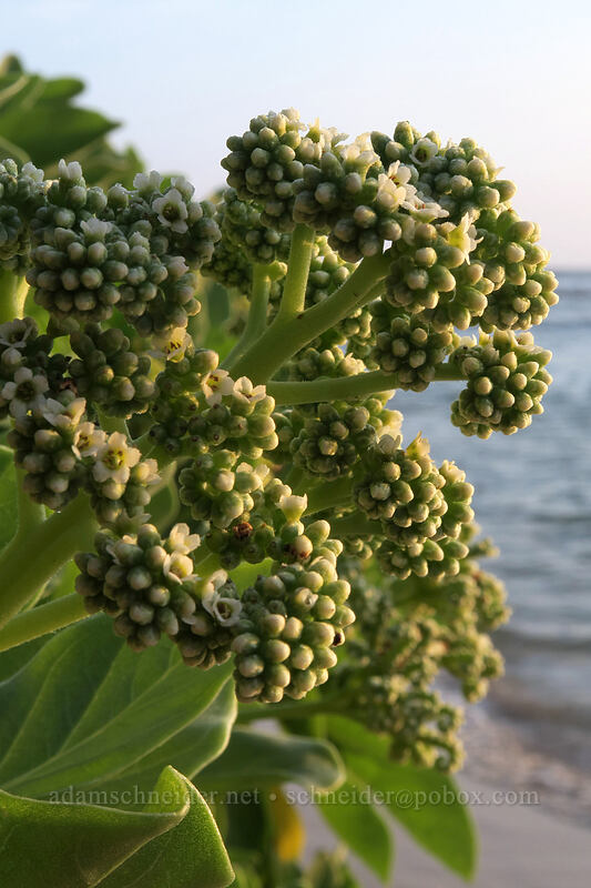 tree heliotrope buds & flowers (Tournefortia argentea) [Papa'a Bay, Anahola, Kaua'i, Hawaii]