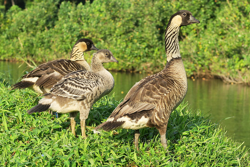 nene family (Branta sandvicensis) [Hanalei National Wildlife Refuge, Hanalei, Kaua'i, Hawaii]