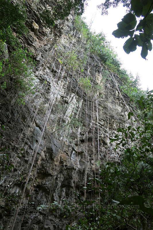 vines or roots [Waikapala'e Cave, Ha'ena State Park, Kaua'i, Hawaii]