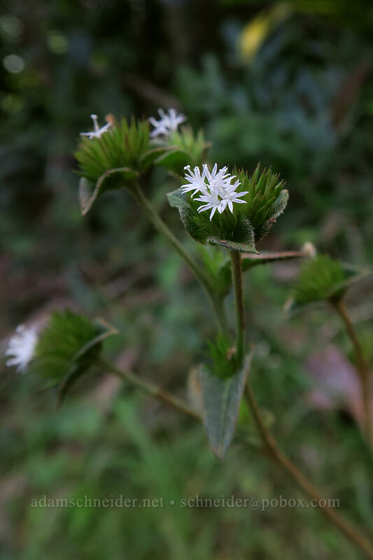 soft elephant's-foot (Elephantopus mollis) [Hanakapi'ai Falls Trail, Na Pali Coast State Park, Kaua'i, Hawaii]