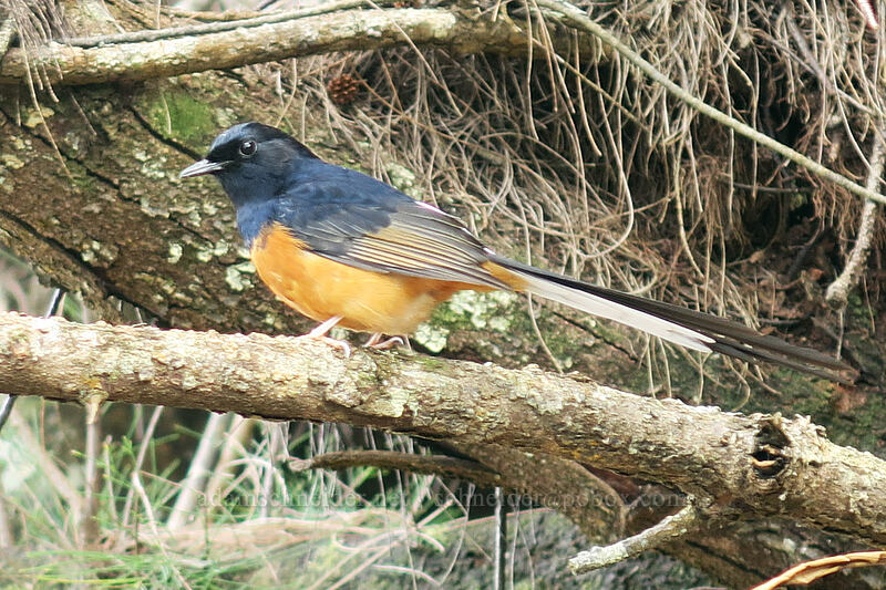 white-rumped shama (Copsychus malabaricus) [Kalalau Trail, Na Pali Coast State Park, Kaua'i, Hawaii]