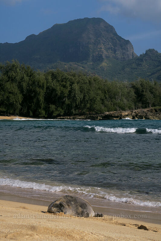monk seal & Ha'upu Ridge (Neomonachus schauinslandi (Monachus schauinslandi)) [Kawailoa Bay, Maha'ulepu, Kaua'i, Hawaii]