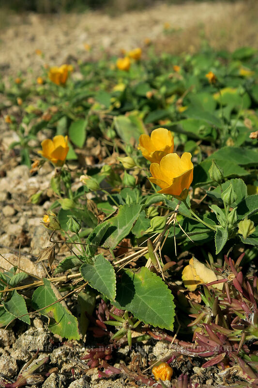 'ilima papa (Sida fallax) [Pao'o Point, Maha'ulepu, Kaua'i, Hawaii]