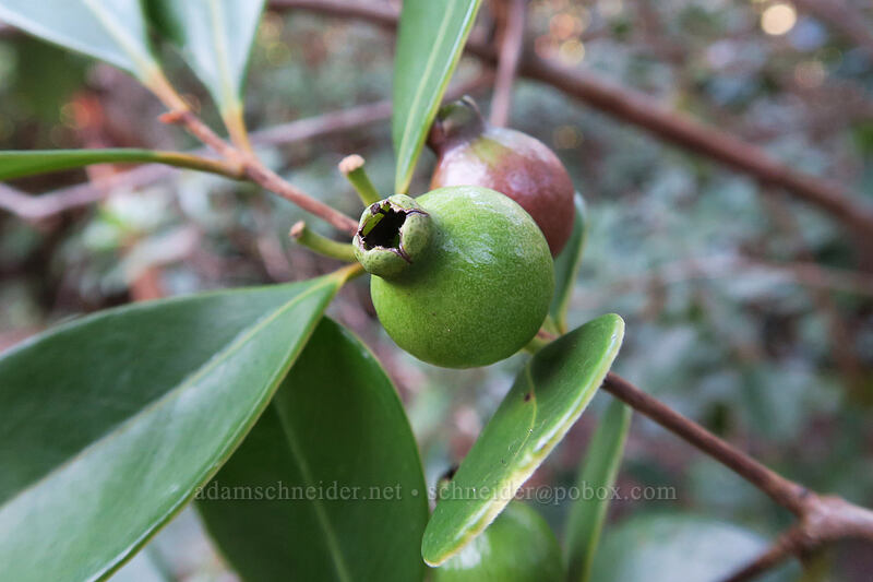 strawberry guava (Psidium cattleyanum) [Nounou West Trail, Wailua, Kaua'i, Hawaii]