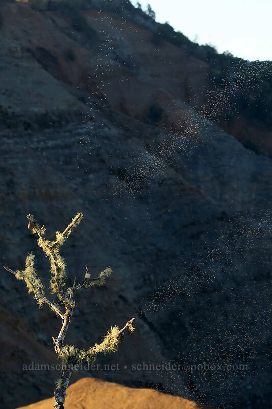 insect rays (?!) [Waimea Canyon Lookout, Waimea Canyon State Park, Kaua'i, Hawaii]