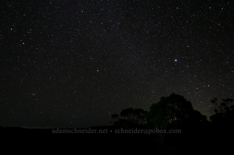 stars & tree silhouettes [Pu'u o Kila, Koke'e State Park, Kaua'i, Hawaii]