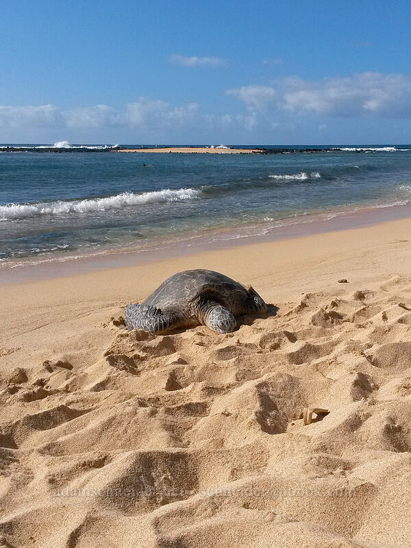 green sea turtle (Chelonia mydas) [Po'ipu Beach Park, Po'ipu, Kaua'i, Hawaii]