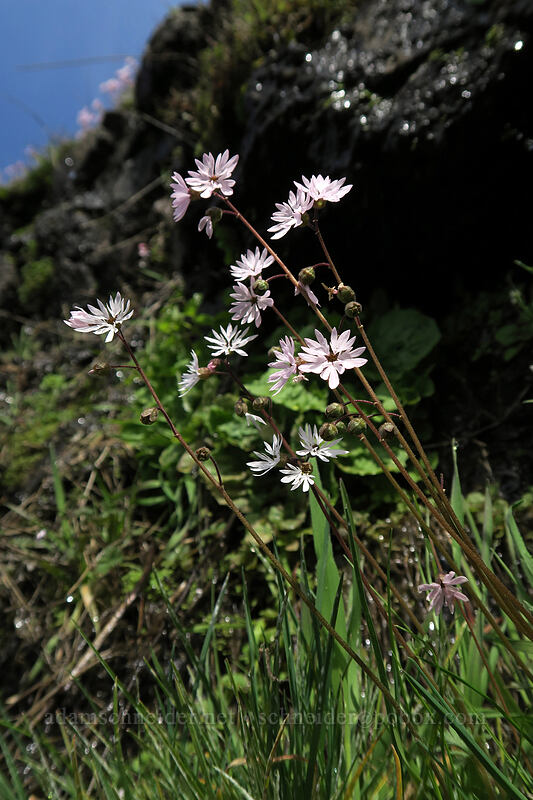 prairie stars (Lithophragma glabrum) [Old Highway 8, Klickitat County, Washington]