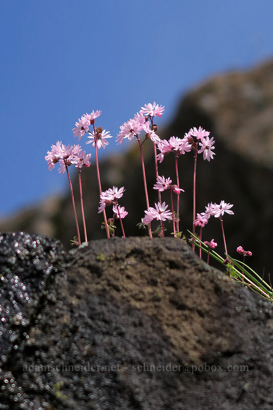prairie stars (Lithophragma glabrum) [Old Highway 8, Klickitat County, Washington]