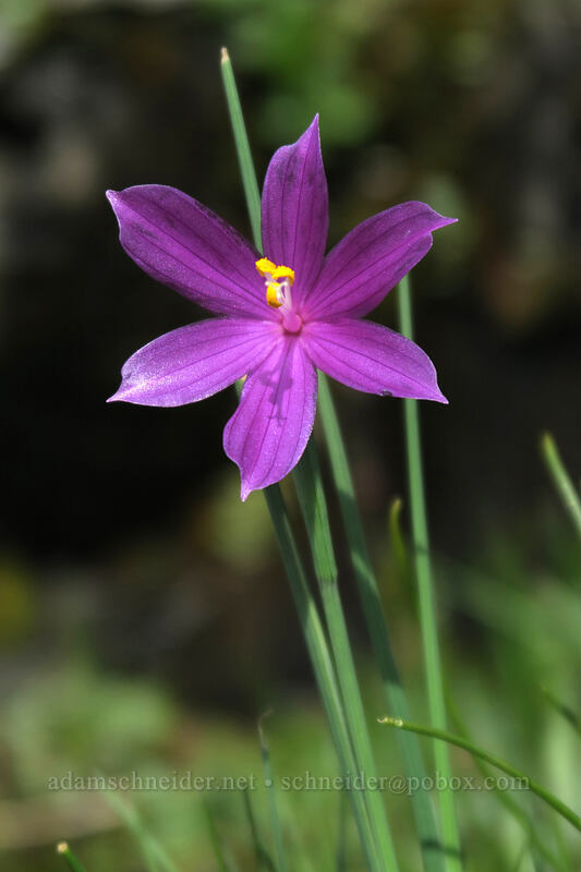 grass widows (Olsynium douglasii) [Old Highway 8, Klickitat County, Washington]