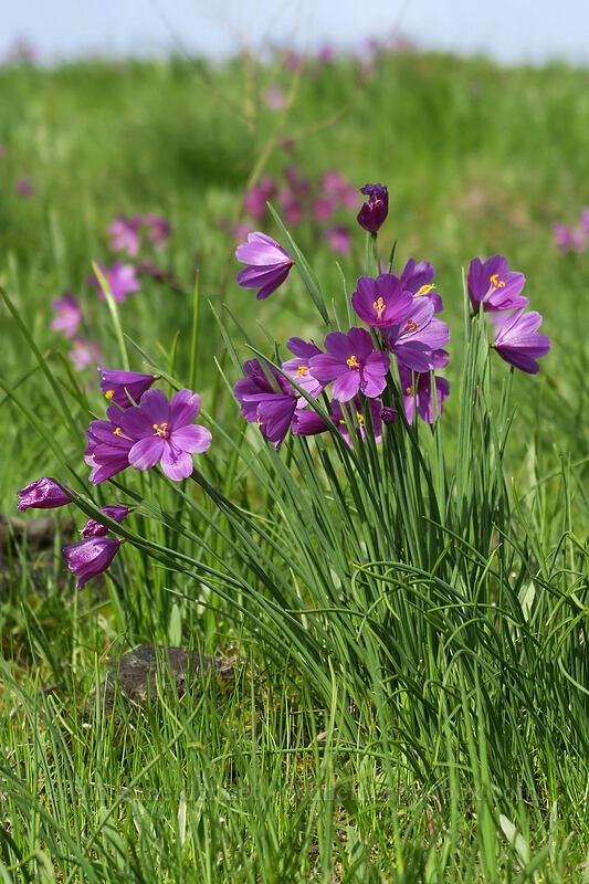 grass widows (Olsynium douglasii) [Coyote Wall, Klickitat County, Washington]
