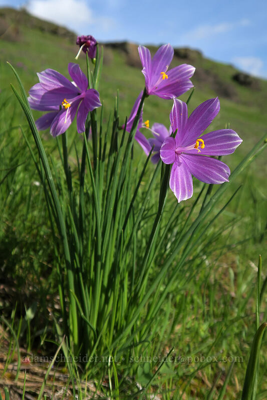 striped grass widows (Olsynium douglasii) [Coyote Wall, Klickitat County, Washington]