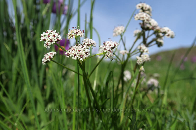 salt-and-pepper desert parsley (Lomatium sp.) [Coyote Wall, Klickitat County, Washington]