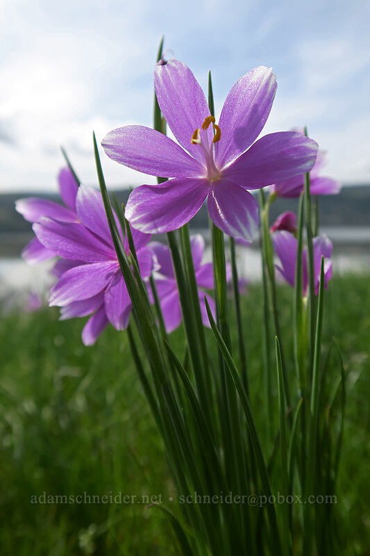 grass widows (Olsynium douglasii) [Coyote Wall, Klickitat County, Washington]