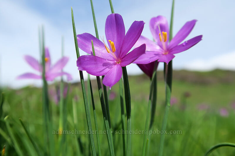 grass widows (Olsynium douglasii) [Coyote Wall, Klickitat County, Washington]