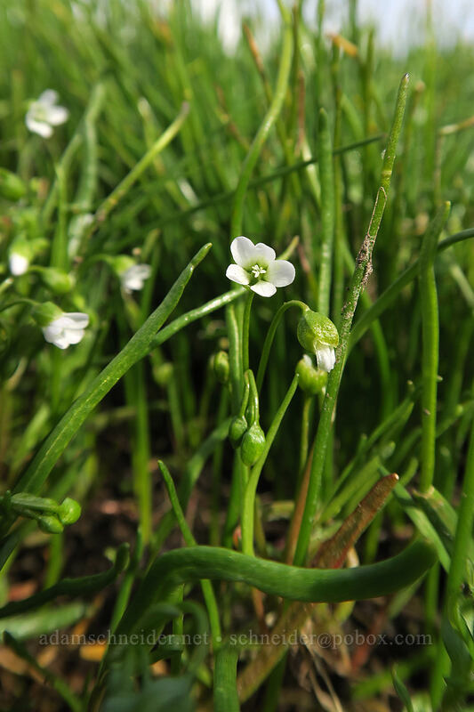 montia (Montia linearis (Claytonia linearis)) [Coyote Wall, Klickitat County, Washington]