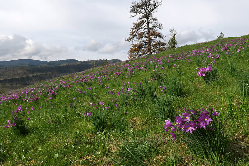 grass widows (Olsynium douglasii) [Coyote Wall, Klickitat County, Washington]