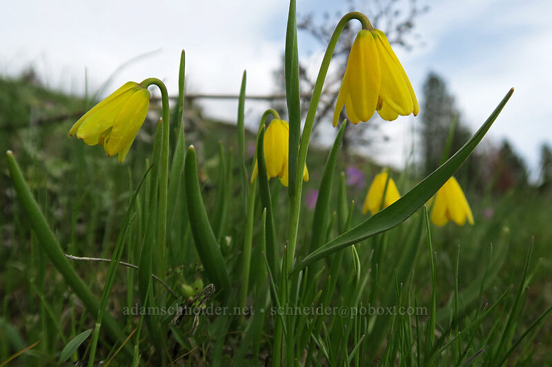 yellow bells (Fritillaria pudica) [Coyote Wall, Klickitat County, Washington]