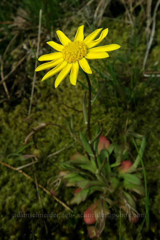 gold stars (Crocidium multicaule) [Coyote Wall, Klickitat County, Washington]