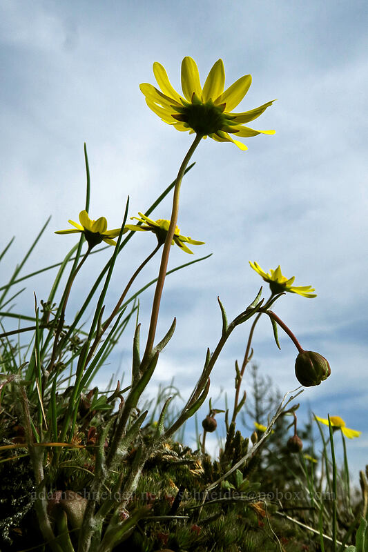 gold stars, from below (Crocidium multicaule) [Coyote Wall, Klickitat County, Washington]