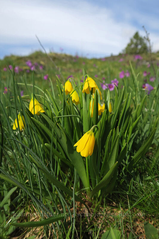 yellow bells (Fritillaria pudica) [Coyote Wall, Klickitat County, Washington]