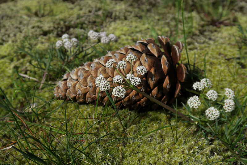 Piper's desert parsley & a pine cone (Lomatium piperi, Pinus ponderosa) [Coyote Wall, Klickitat County, Washington]