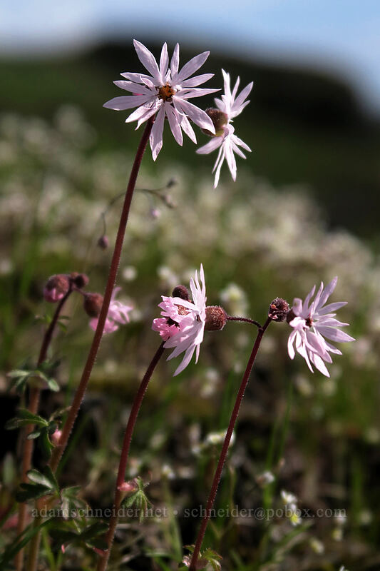 prairie stars (Lithophragma glabrum) [Coyote Wall, Klickitat County, Washington]