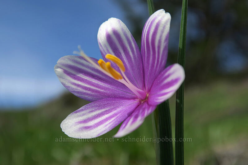 striped grass widow (Olsynium douglasii) [Coyote Wall, Klickitat County, Washington]