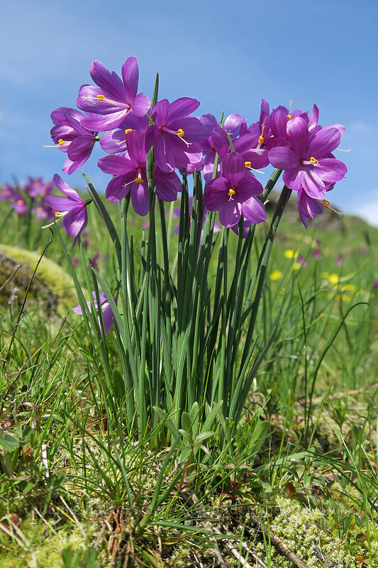 grass widows (Olsynium douglasii) [Coyote Wall, Klickitat County, Washington]