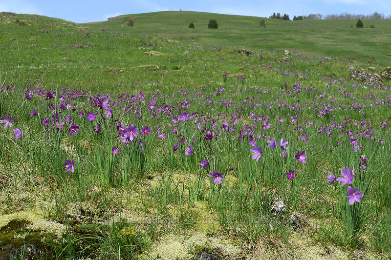 grass widows (Olsynium douglasii) [Coyote Wall, Klickitat County, Washington]