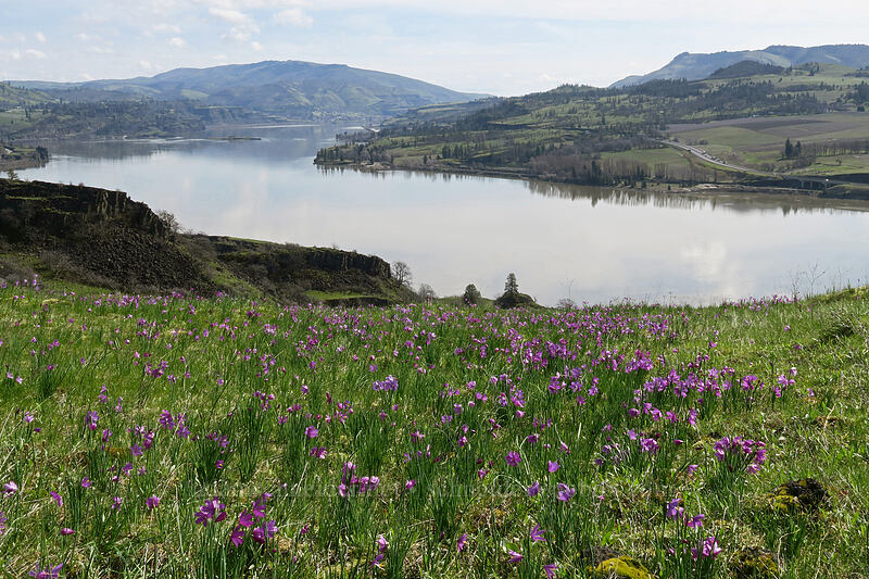 grass widows & the Columbia River (Olsynium douglasii) [Coyote Wall, Klickitat County, Washington]