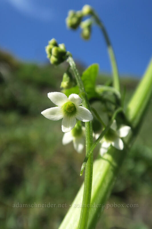 manroot flowers (Marah oregana (Marah oreganus)) [Coyote Wall, Klickitat County, Washington]