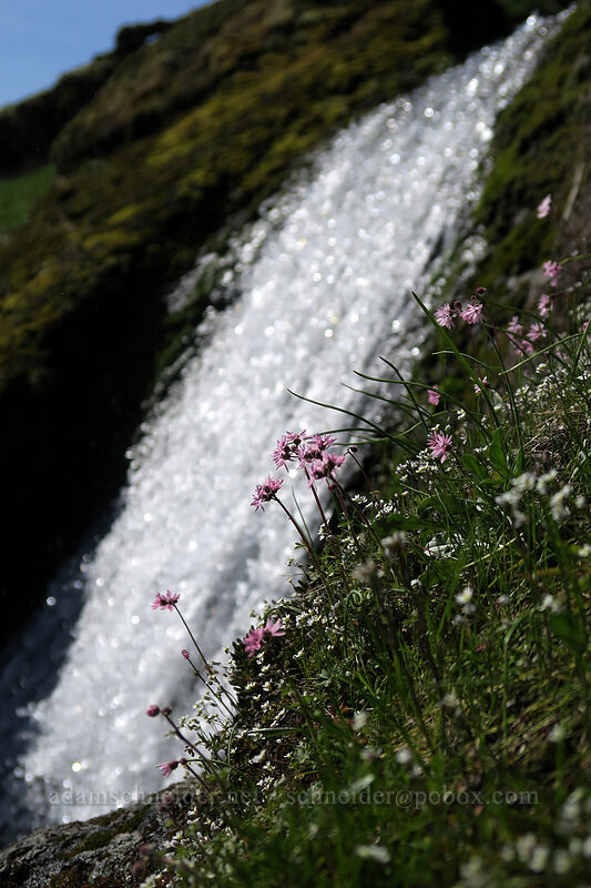 prairie stars & whitlow-grass at Little Maui Falls (Lithophragma glabrum, Draba verna) [The Labyrinth, Klickitat County, Washington]