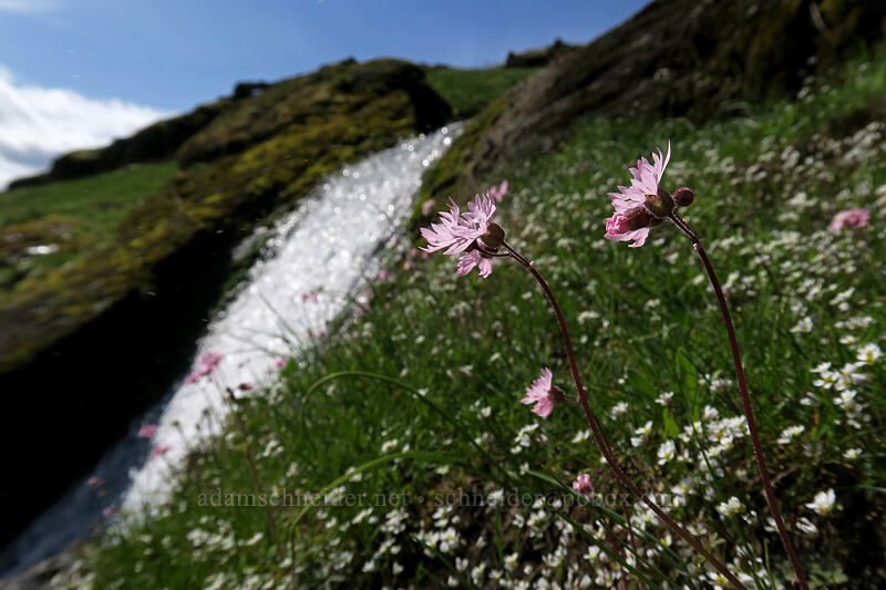 prairie stars & whitlow-grass at Little Maui Falls (Lithophragma glabrum, Draba verna) [The Labyrinth, Klickitat County, Washington]