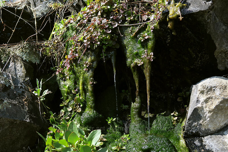 slimy green 