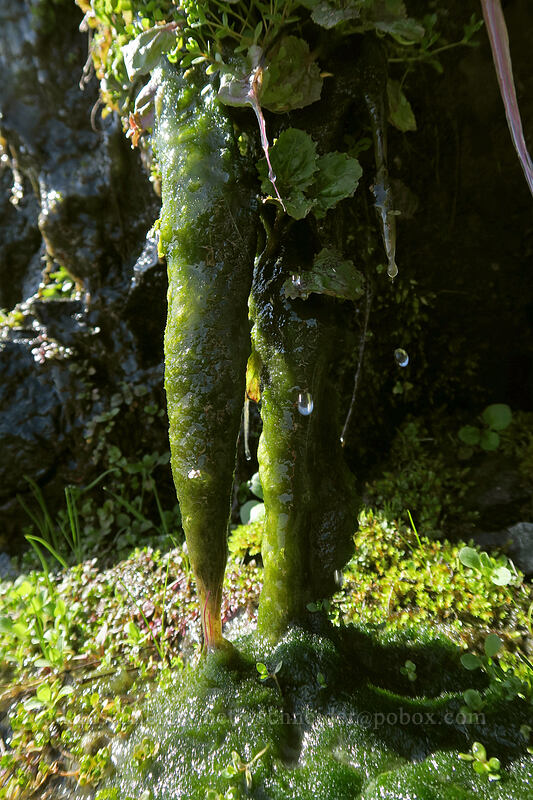 slimy green 