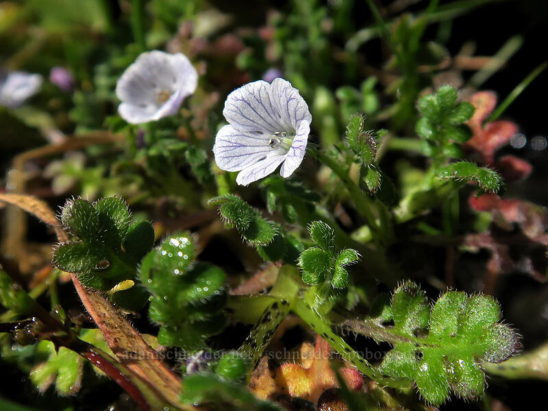 meadow nemophila (Nemophila pedunculata) [The Labyrinth, Klickitat County, Washington]