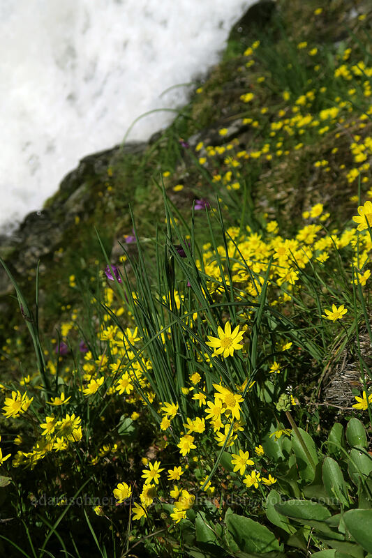 gold stars & whitewater (Crocidium multicaule) [The Labyrinth, Klickitat County, Washington]