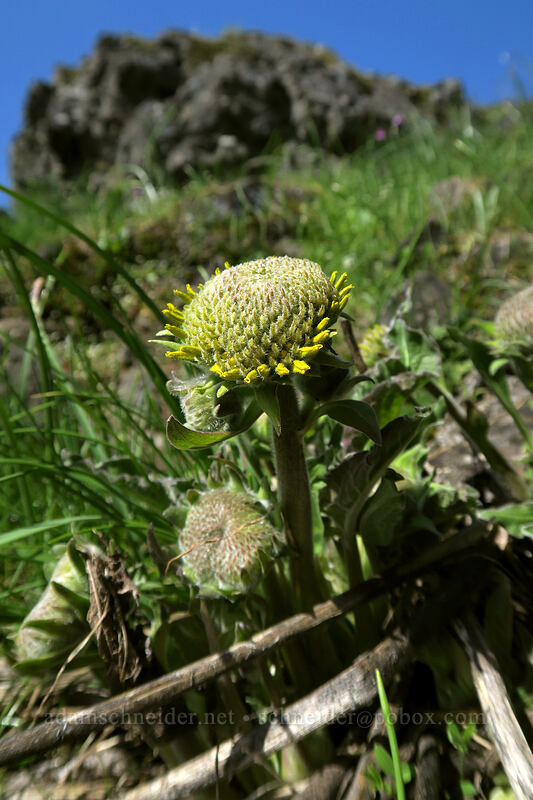 Carey's balsamroot, budding (Balsamorhiza careyana) [The Labyrinth, Klickitat County, Washington]