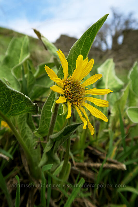 balsamroot (Balsamorhiza sp.) [The Labyrinth, Klickitat County, Washington]