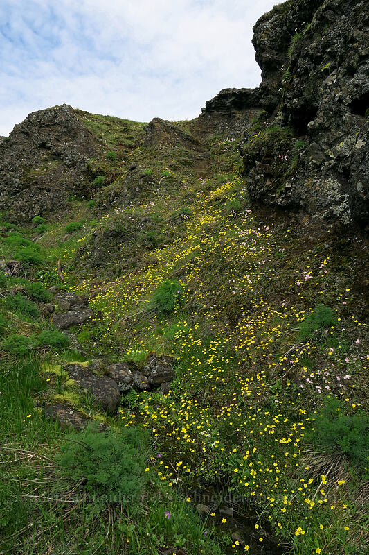 gold stars (Crocidium multicaule) [The Labyrinth, Klickitat County, Washington]