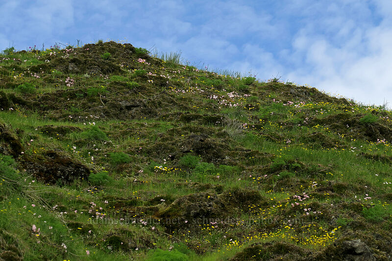 gold stars & prairie stars (Crocidium multicaule, Lithophragma glabrum) [The Labyrinth, Klickitat County, Washington]